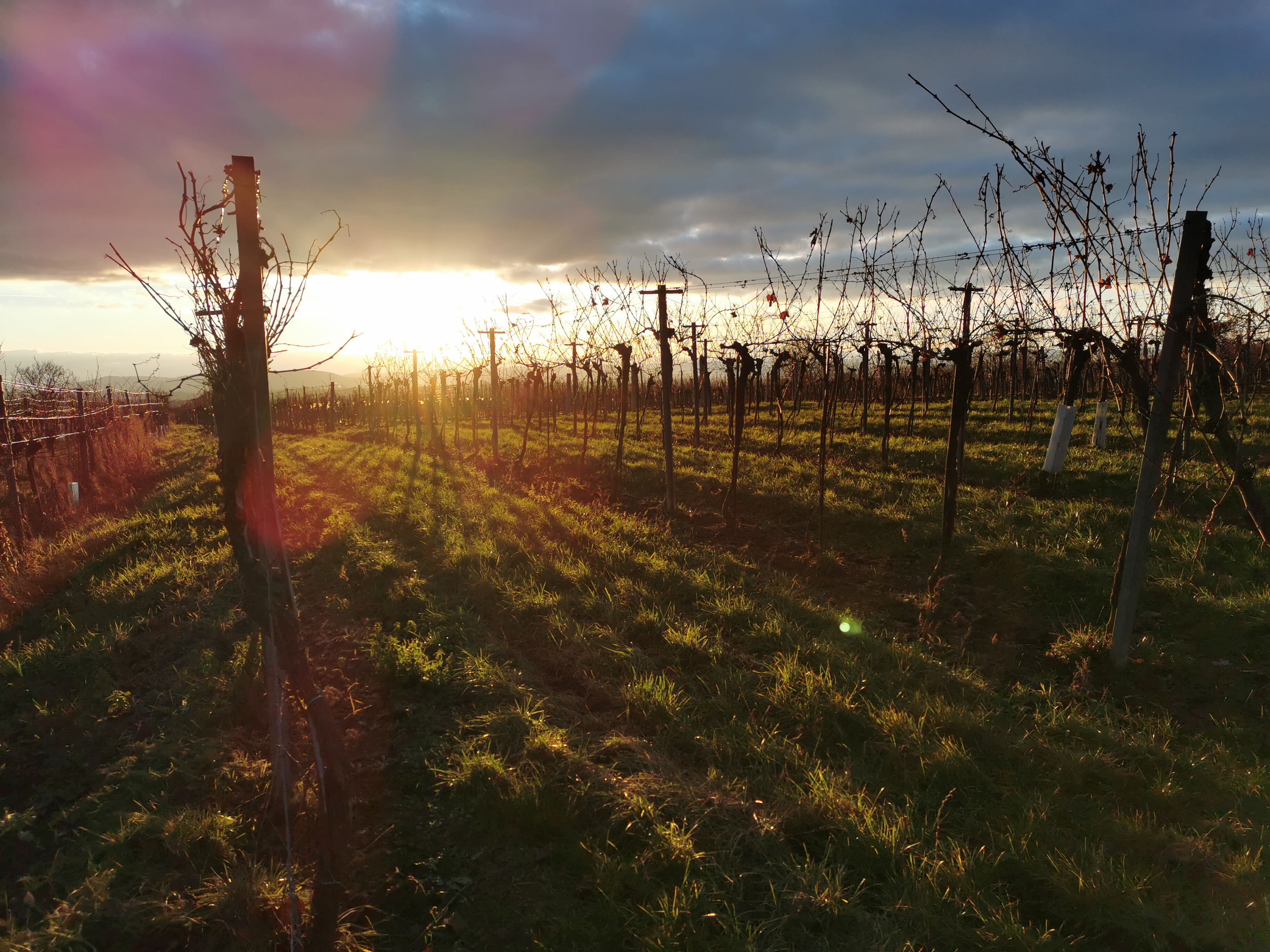 Sonnenuntergang im Weingarten